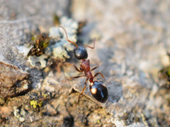 Dolichoderus quadripunctatus