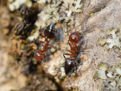 Crematogaster schmidti