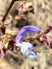 Salvia chamelaeagnea