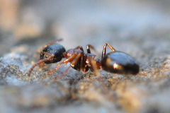 Dolichoderus quadripunctatus