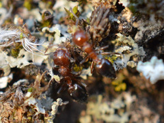 Crematogaster schmidti