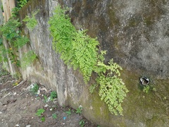 Adiantum tenerum
