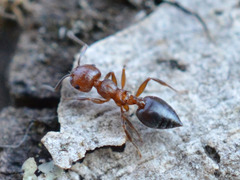 Crematogaster schmidti