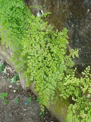 Adiantum tenerum