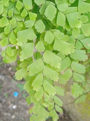 Adiantum tenerum