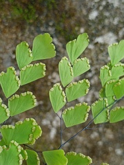 Adiantum tenerum