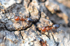 Crematogaster schmidti