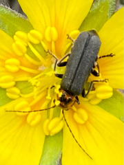 Cyrtomoptera divisa
