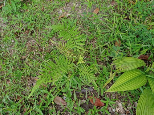 Christella subpubescens observed 2023-01-27