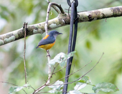 Dicaeum trigonostigma