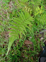 Christella subpubescens