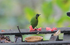 Chloropsis cyanopogon