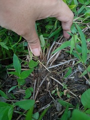 Christella subpubescens