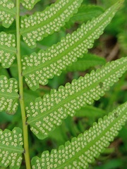 Christella subpubescens
