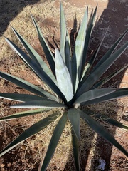 Agave