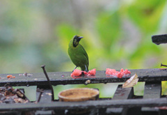 Chloropsis cyanopogon