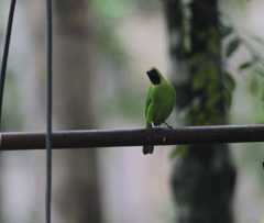 Chloropsis cyanopogon