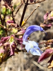 Salvia chamelaeagnea