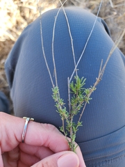 Baccharis pteronioides