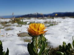 Xerochrysum subundulatum