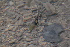 Striuntius lateristriga