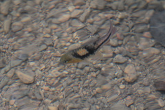 Striuntius lateristriga