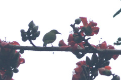 Chloropsis sonnerati