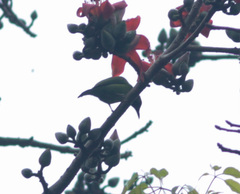 Chloropsis sonnerati