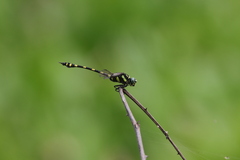 Ictinogomphus decoratus