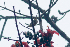 Arachnothera chrysogenys