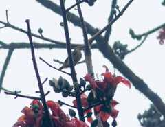 Arachnothera chrysogenys