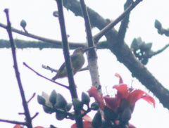 Arachnothera chrysogenys