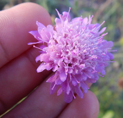 Dipsacoideae