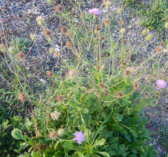 Dipsacoideae