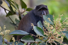Cercopithecus mitis albogularis
