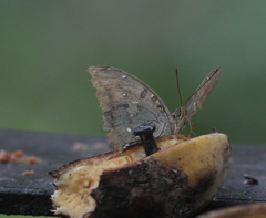 Bassarona dunya