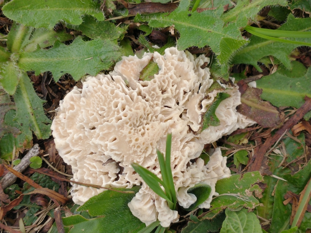 Irpex rosettiformis · February 2023 · photo: © criscolodel (iNaturalist, cc-by)