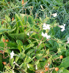 Silene latifolia