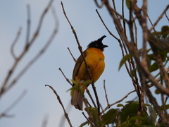 Rubigula flaviventris