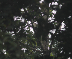 Berenicornis comatus