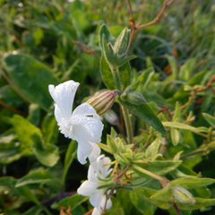 Silene latifolia