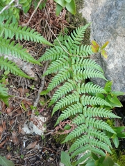 Dryopteris pallida