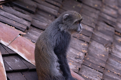 Cercopithecus mitis albogularis