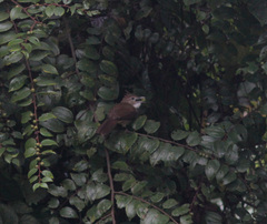 Alophoixus ochraceus