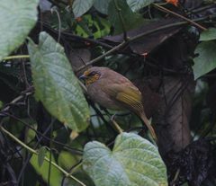 Pycnonotus finlaysoni