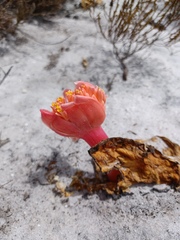 Haemanthus sanguineus