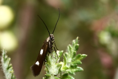 Scythris flabella