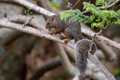 Heliosciurus undulatus