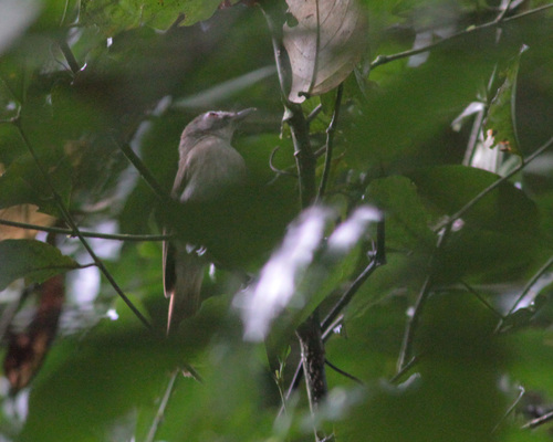 Moustached Babbler (Malacopteron magnirostre), photo 4