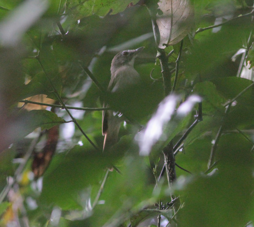 Moustached Babbler (Malacopteron magnirostre), photo 7